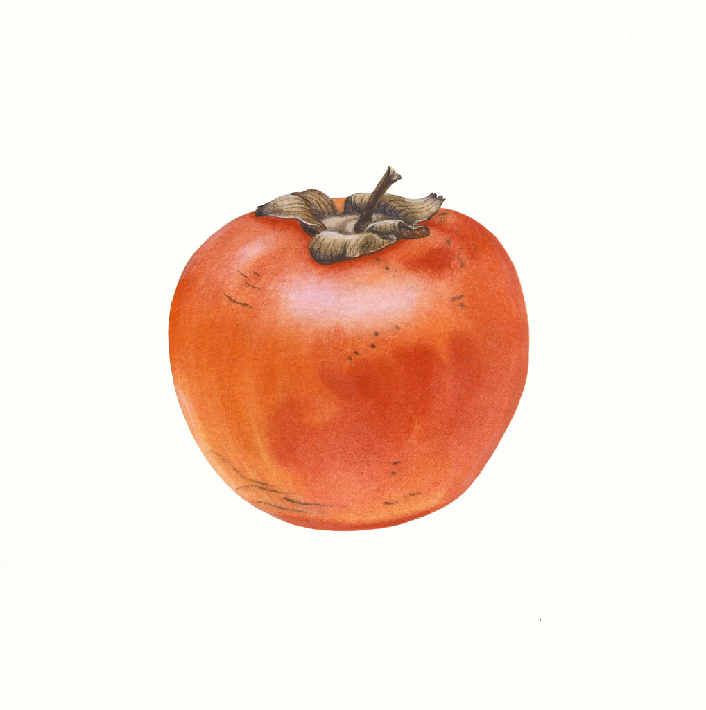 Xурма / Persimmon