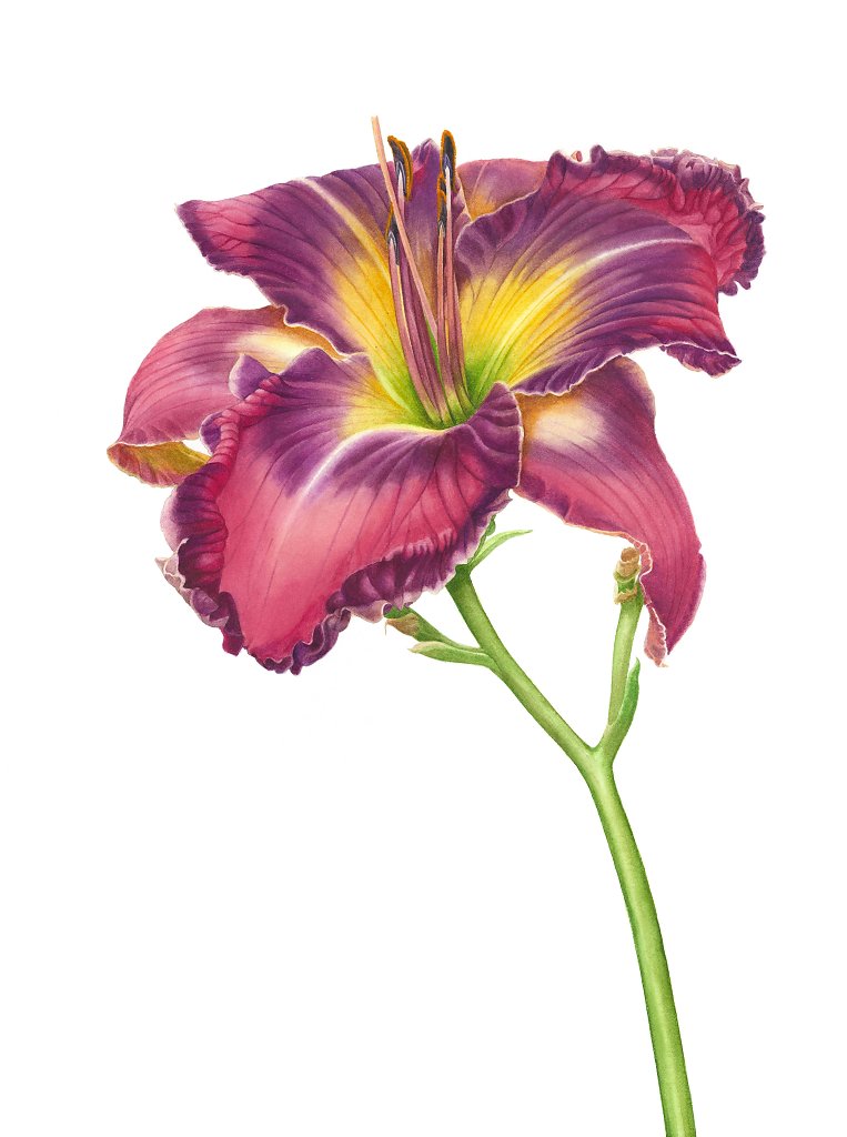 Лилейник / Daylily