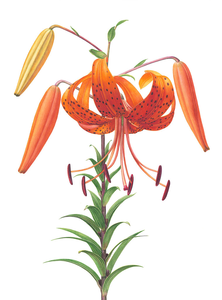 Лилия ланцетолистная / Lanceolate lily