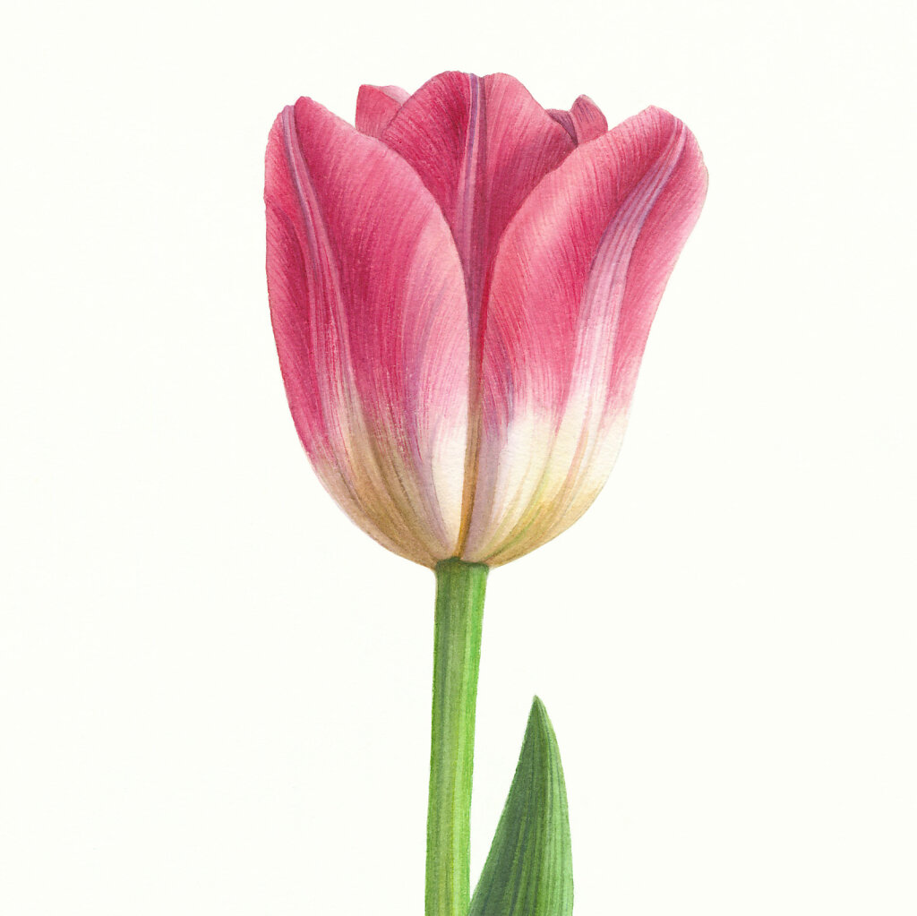 Тюльпан / Pink tulip