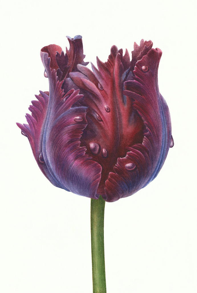 Чёрный попугайный тюльпан / Black parrot tulip