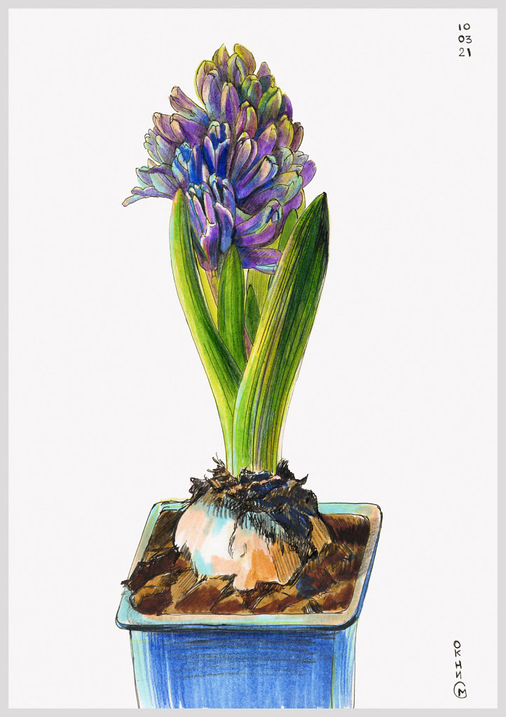 Гиацинт расцвёл / Hyacinth blooms
